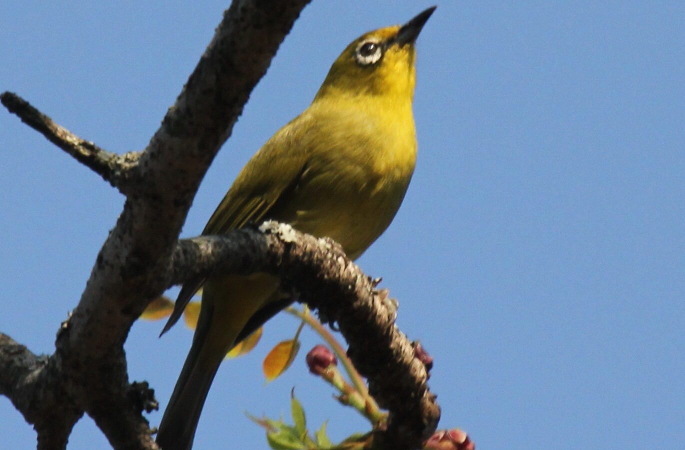 Southern Yellow White-eye