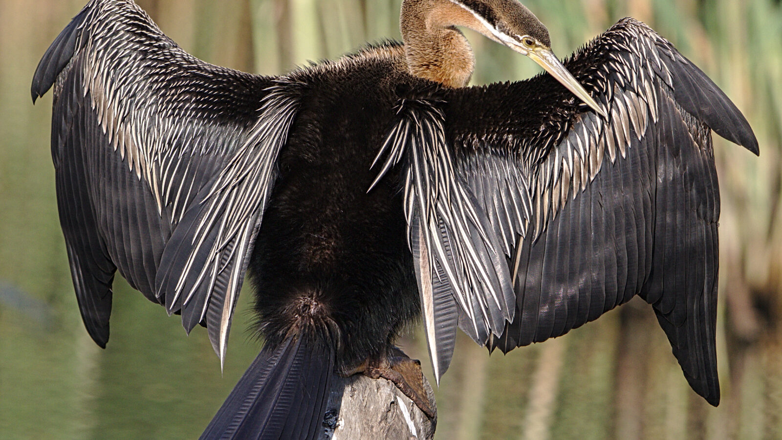 African Darter