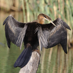 African Darter