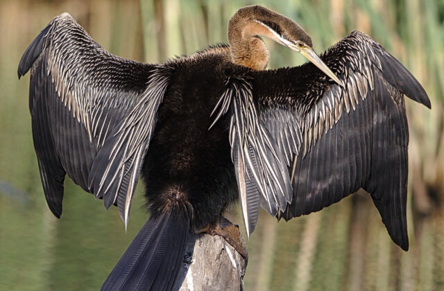 African Darter