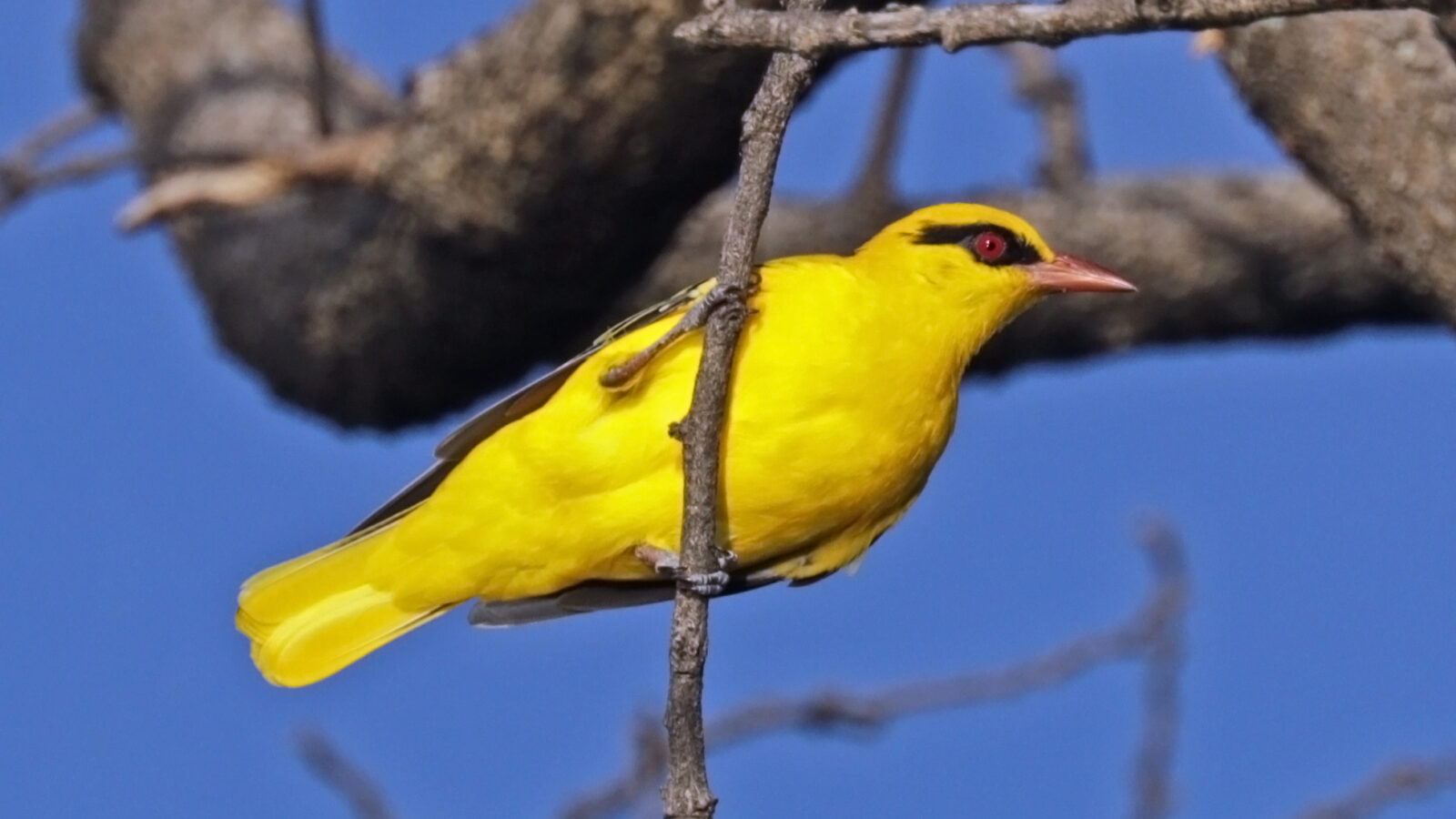 African Golden Oriole