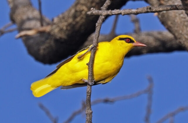 African Golden Oriole
