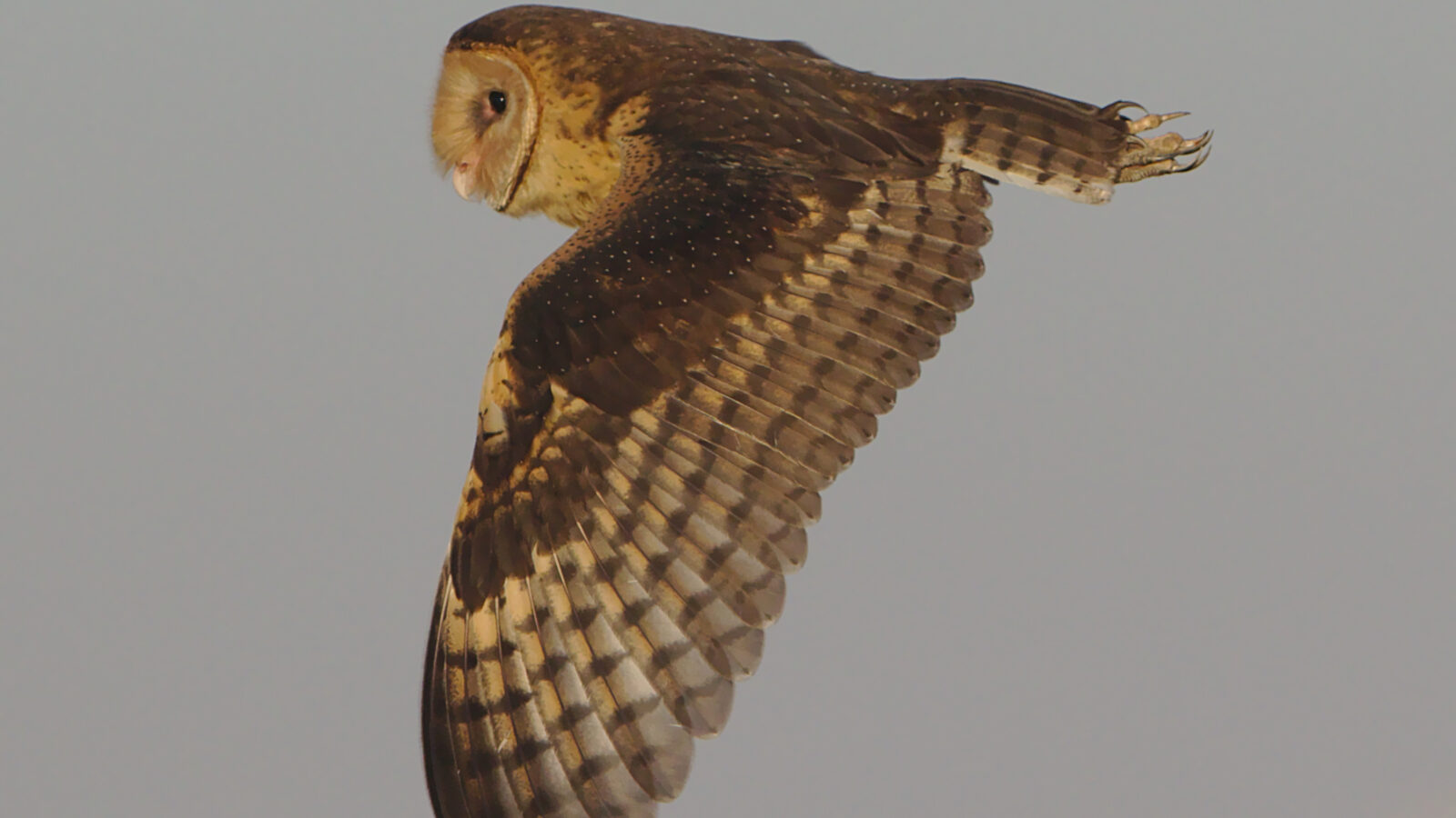 African Grass Owl