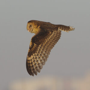 African Grass Owl