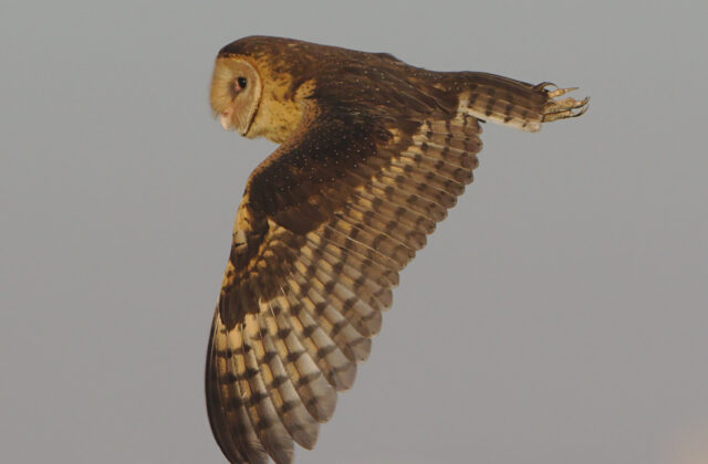 African Grass Owl