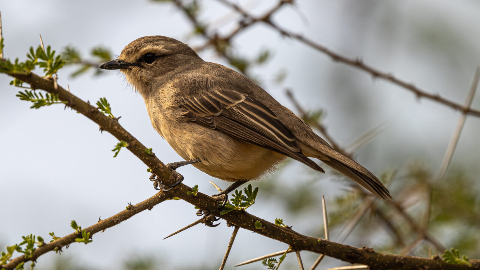 African Grey Flycatcher