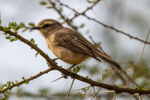 African Grey Flycatcher