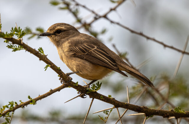 African Grey Flycatcher