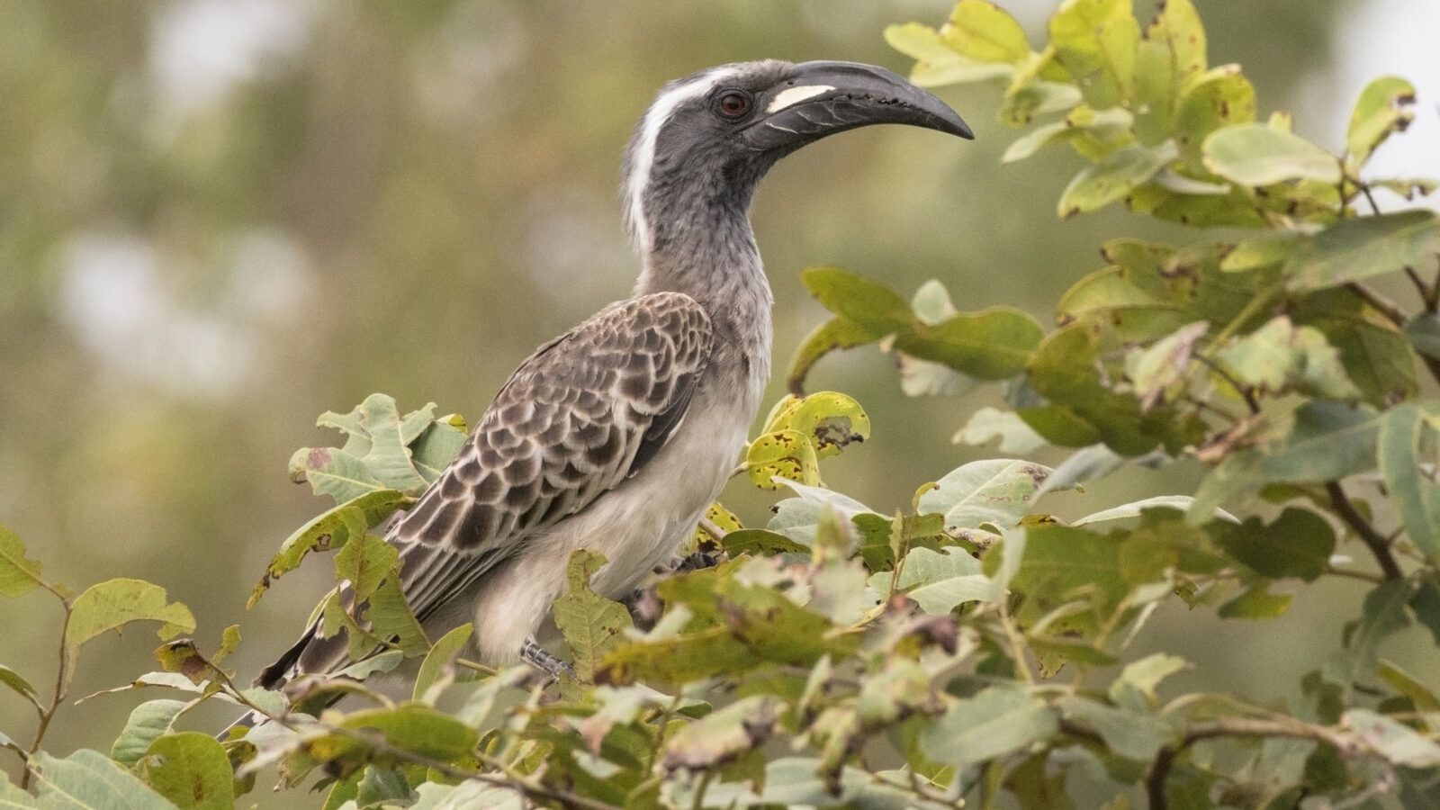 African Grey Hornbill