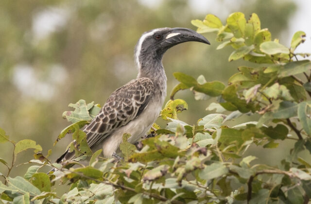 African Grey Hornbill