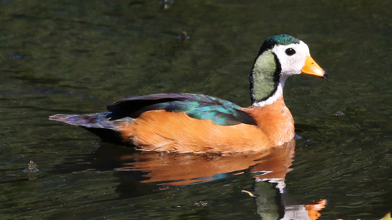 African Pygmy Goose
