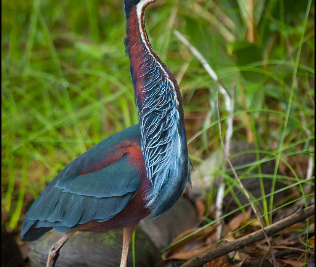 Agami Heron