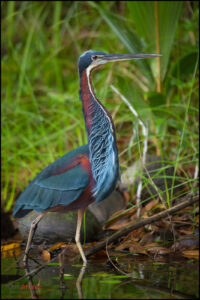 Agami Heron