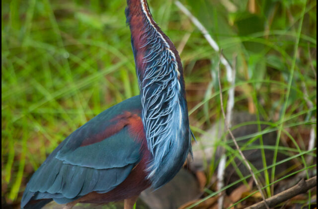 Agami Heron