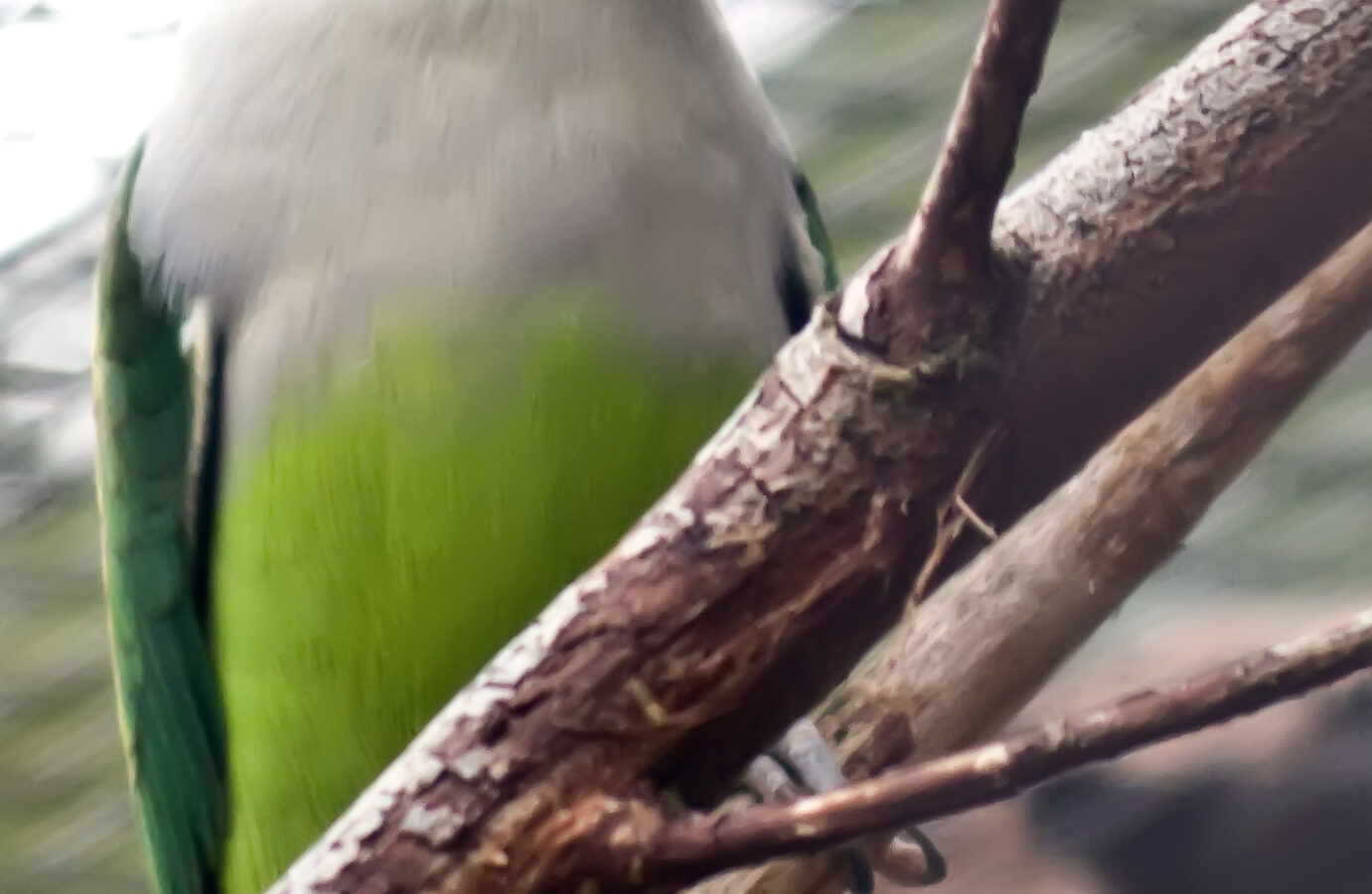 Grey-headed Lovebird