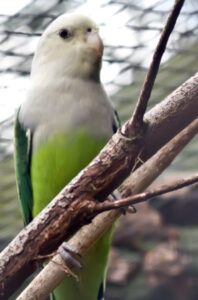 Grey-headed Lovebird