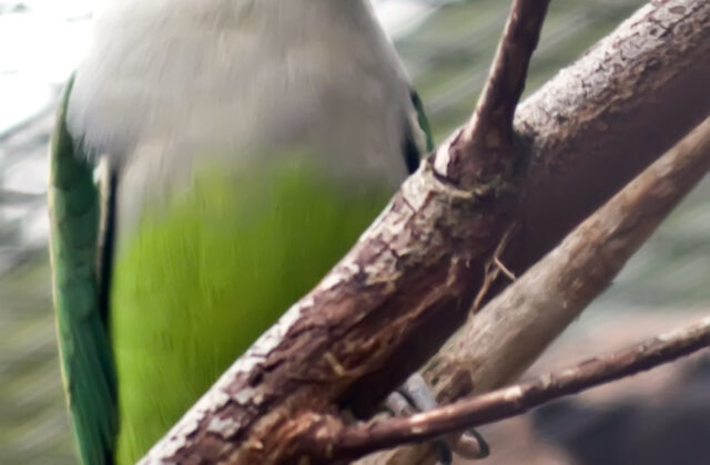Grey-headed Lovebird