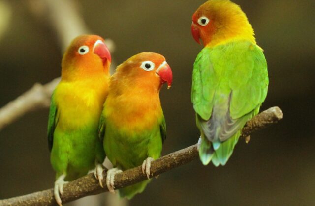 Fischer’s Lovebird