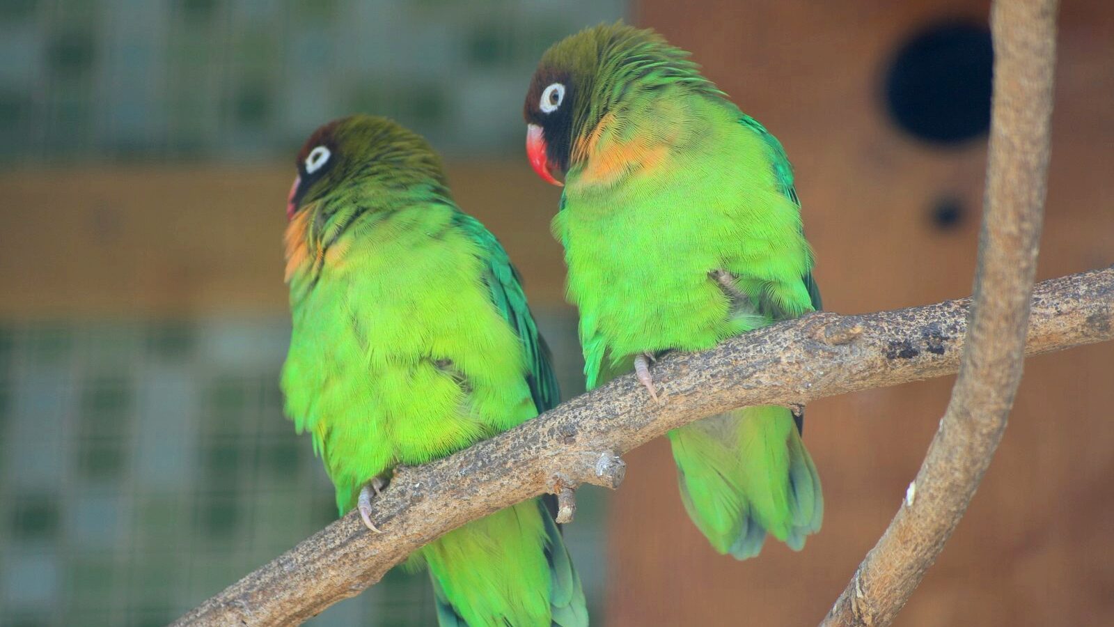 Black-cheeked Lovebird