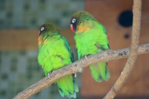 Black-cheeked Lovebird