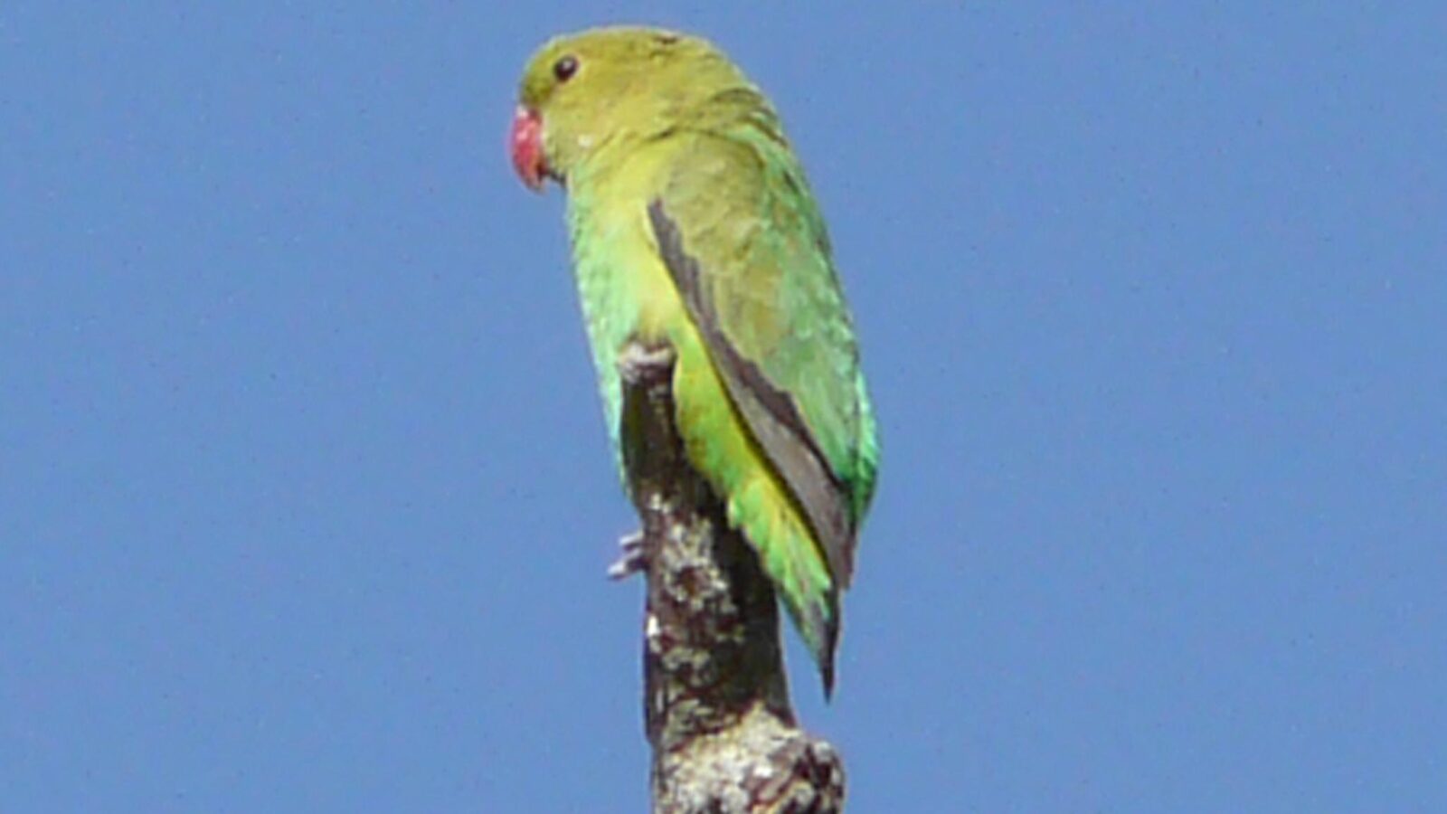 Black-winged Lovebird