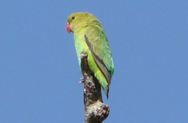 Black-winged Lovebird