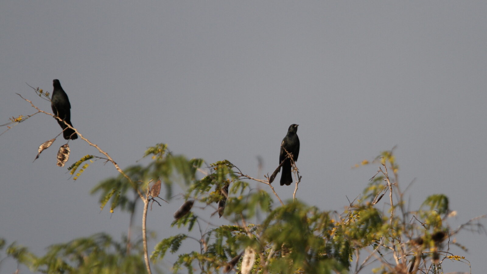Red-shouldered Blackbird