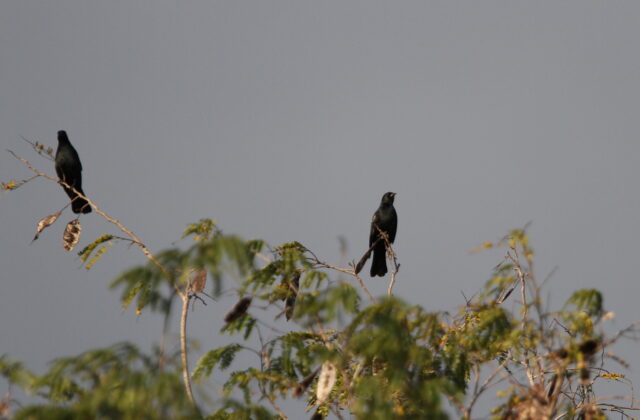 Red-shouldered Blackbird