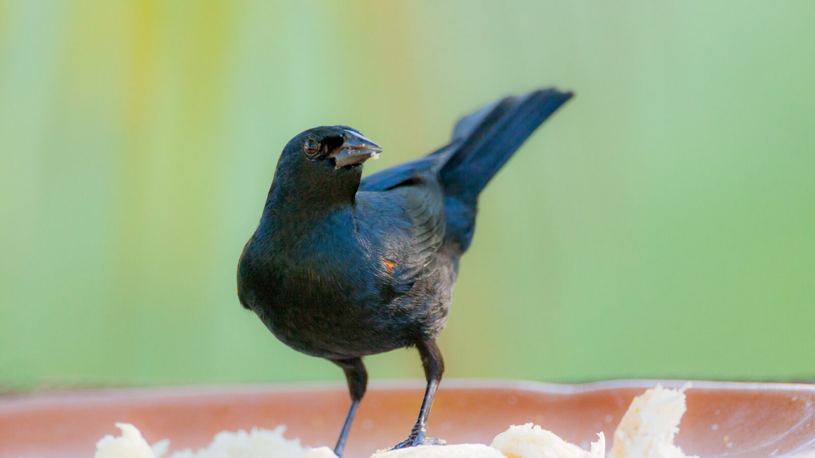 Tawny-shouldered Blackbird