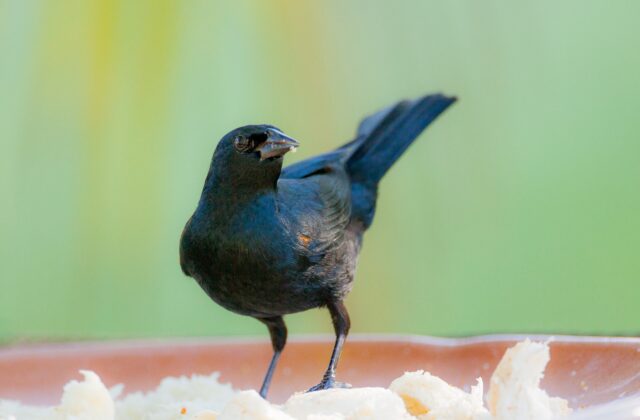 Tawny-shouldered Blackbird