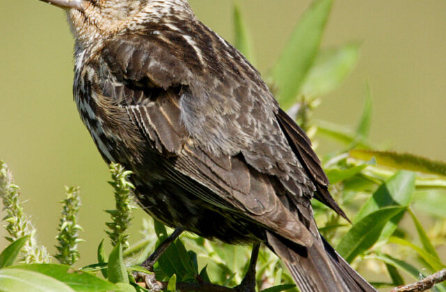 Red-winged Blackbird