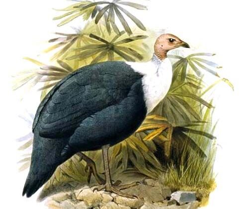 White-breasted Guineafowl