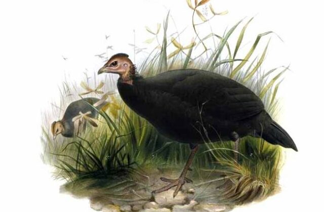 Black Guineafowl