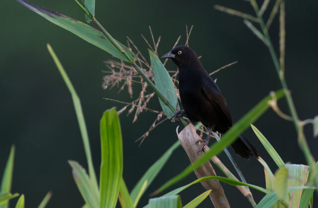 Pale-eyed Blackbird