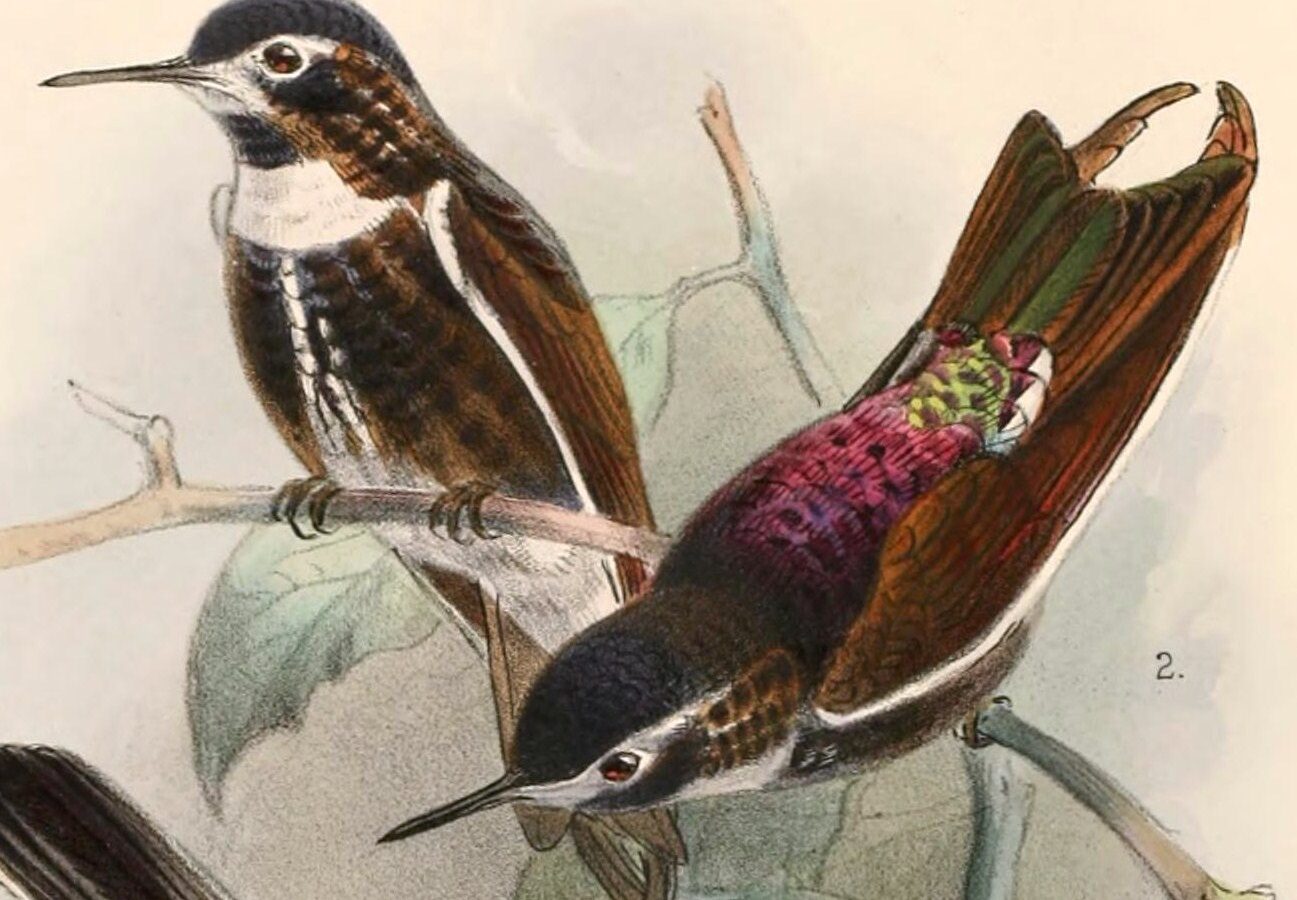 Purple-backed Sunbeam