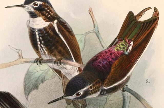 Purple-backed Sunbeam