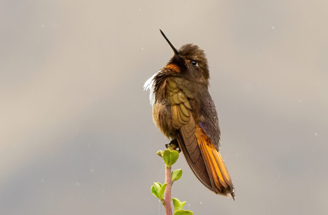 White-tufted Sunbeam