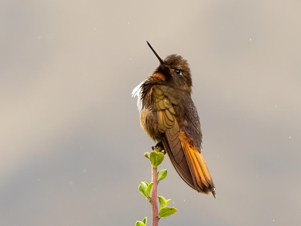 White-tufted Sunbeam