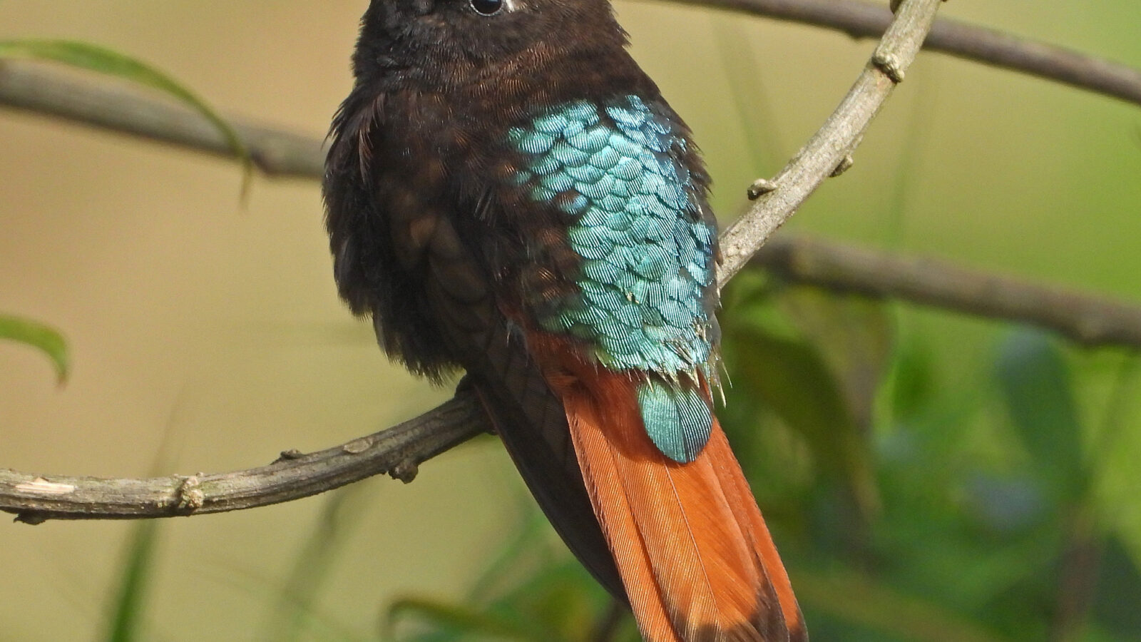 Black-hooded Sunbeam