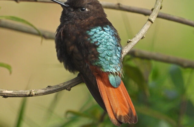 Black-hooded Sunbeam
