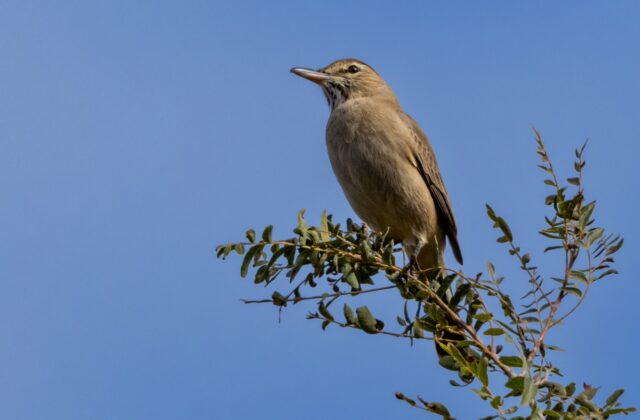 Grey-bellied Shrike-Tyrant