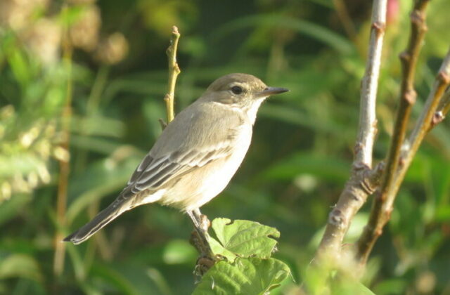 Lesser Shrike-Tyrant