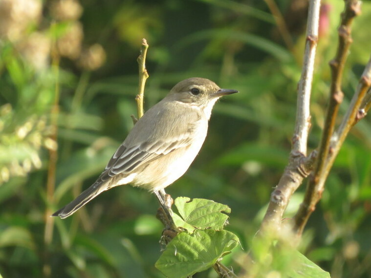 Lesser Shrike-Tyrant