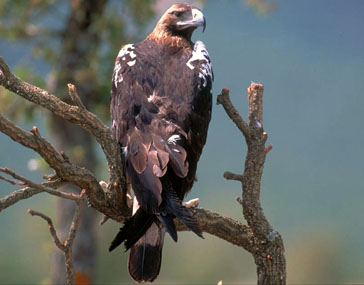 Spanish Imperial Eagle