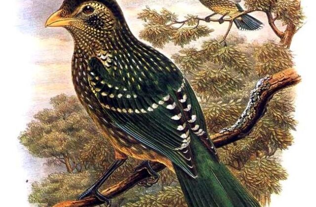 Green Catbird