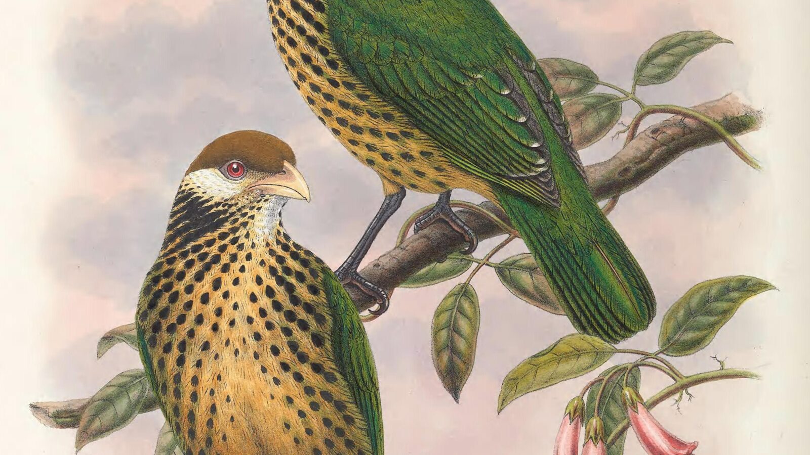 Tan-capped Catbird