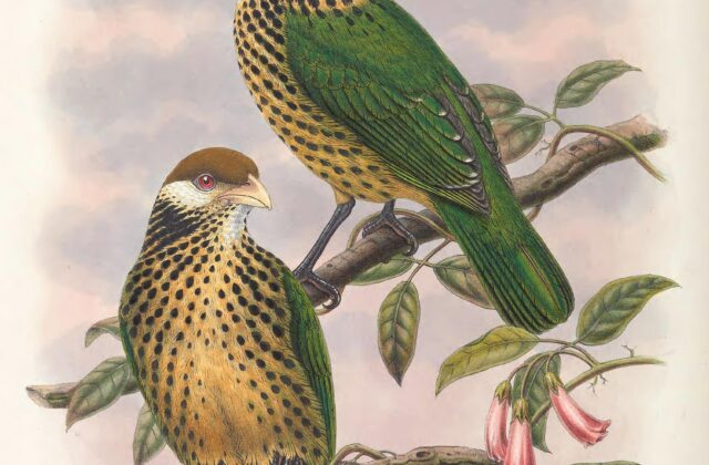 Tan-capped Catbird