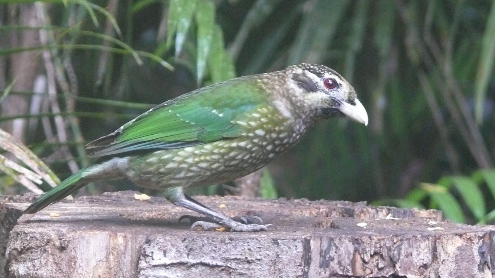 Black-eared Catbird