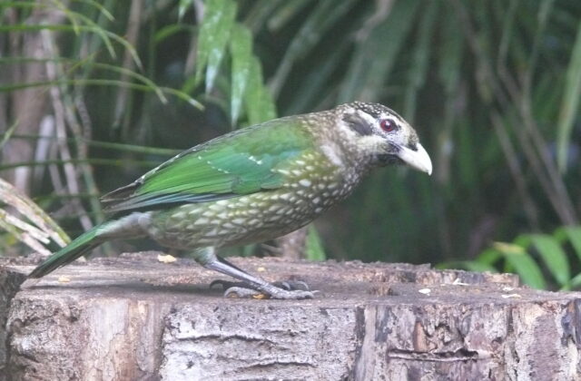 Black-eared Catbird