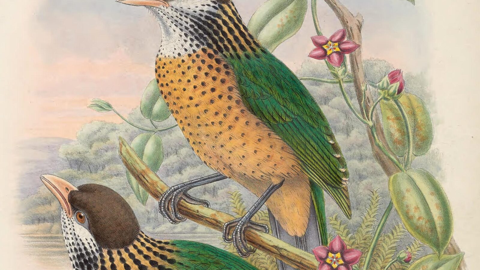 Ochre-breasted Catbird